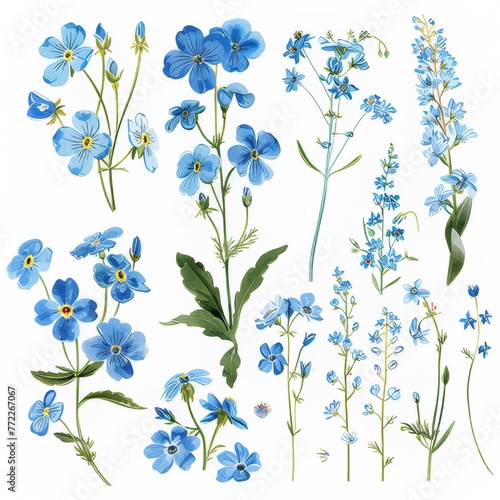 Clip art illustration with various types of forget me not on a white background. 