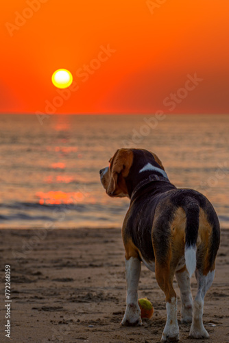 Beagle Dog watches the sunset on the beach