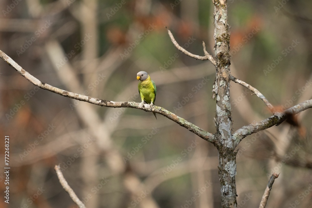 Small Budgie bird perched atop a branch in a lush forest Small Budgie bird perched atop a branch in a lush forest