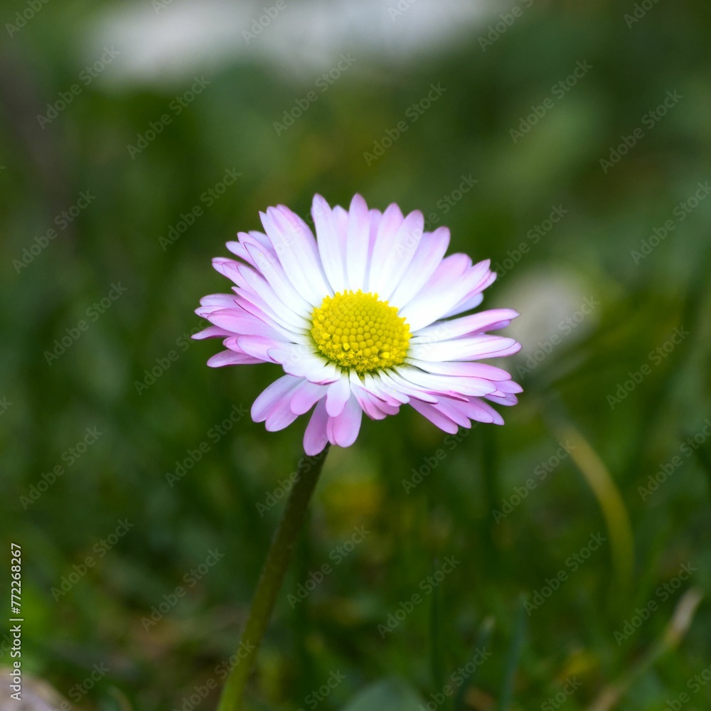 Single pink flower in full bloom growing in the garden Single pink flower in full bloom growing in the garden