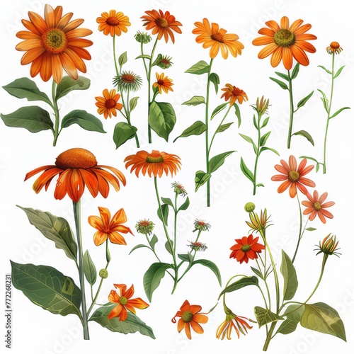 Clip art illustration with various types of Mexican Sunflower Weed on a white background. 