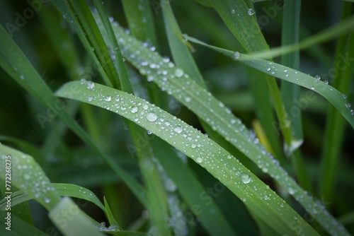 Close-up shot of lush green grass covered in raindrops
