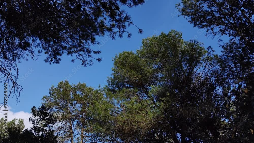 The trees in the corner are dark and those in the center are illuminated The trees in the corner are dark and those in the center are illuminated