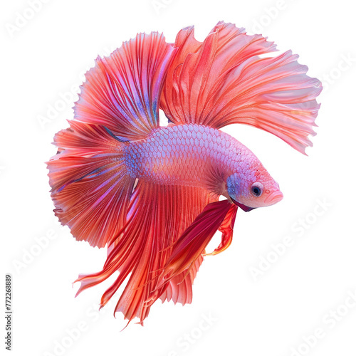A magenta Betta fish with a long tail swims in an aquarium