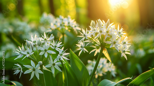 White Allium flowers blooming under golden sunlight with lush greenery in springtime