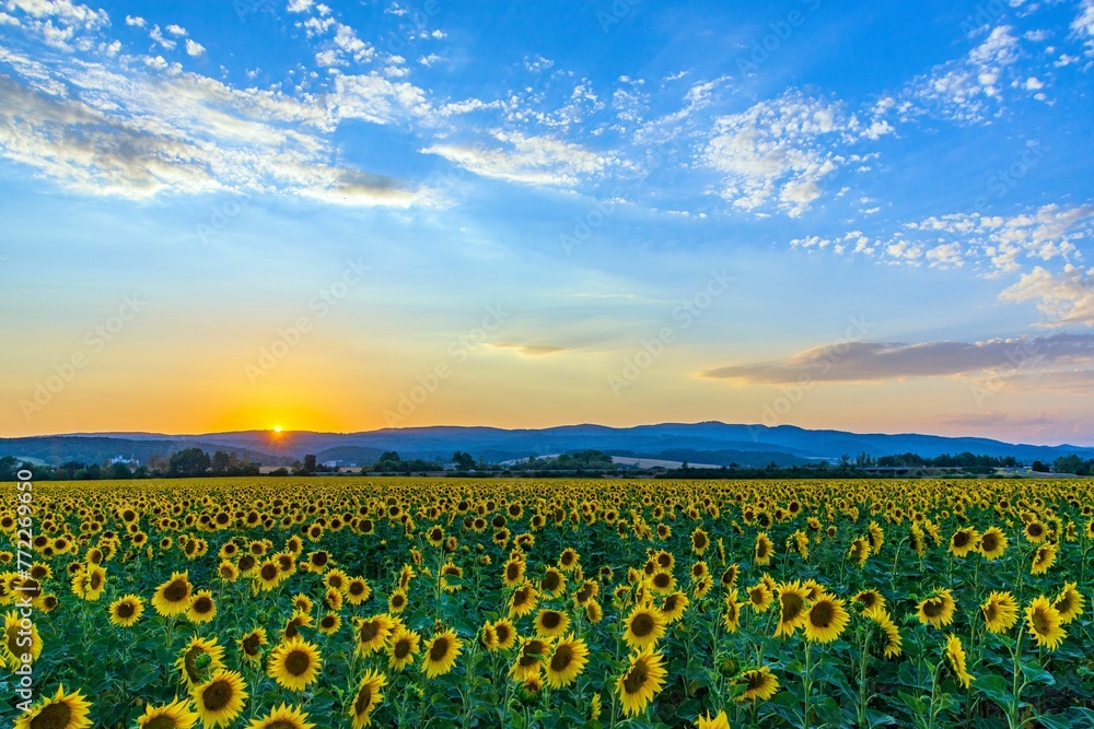 Stunning view of a sunflower field at sunset. Zvolen, Slovakia.