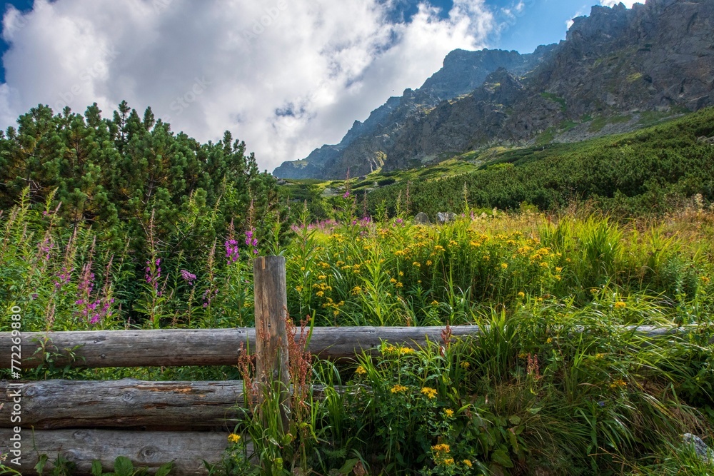 Fototapeta premium Beautiful view of the High Tatra Mountains with blooming flowers in the valley. Slovakia.