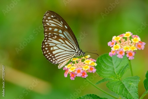 Closeup of a glassy tiger butterfly on flowers in a field