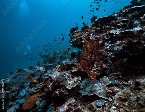Fototapeta Naklejka Na Ścianę i Meble -  colorful coral reef in the blue waters