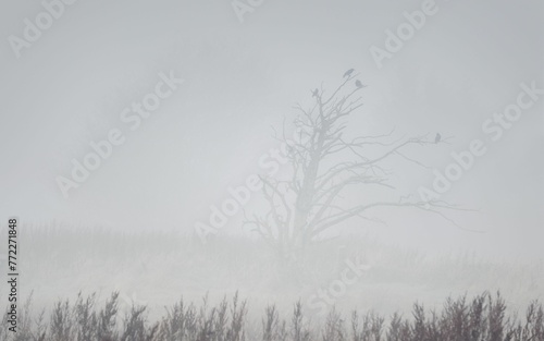 Crows in a tree on a foggy day photo