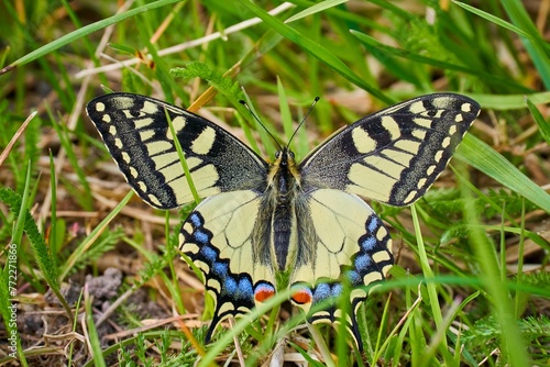 Closeup of a yellow swallowtail butterfly perched on green grass