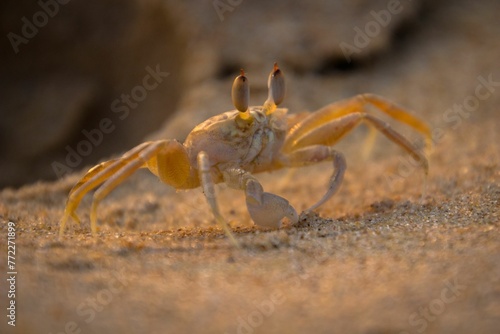 Close-up view of a hermit crab walking along a rocky beach shoreline