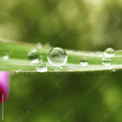 Close-up shot of a green plant with raindrops cascading down its leaves and stems