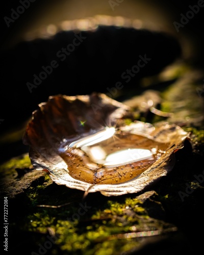 Fototapeta Naklejka Na Ścianę i Meble -  Vertical shot of  water drops on a leaf in a lush green on a sunny day