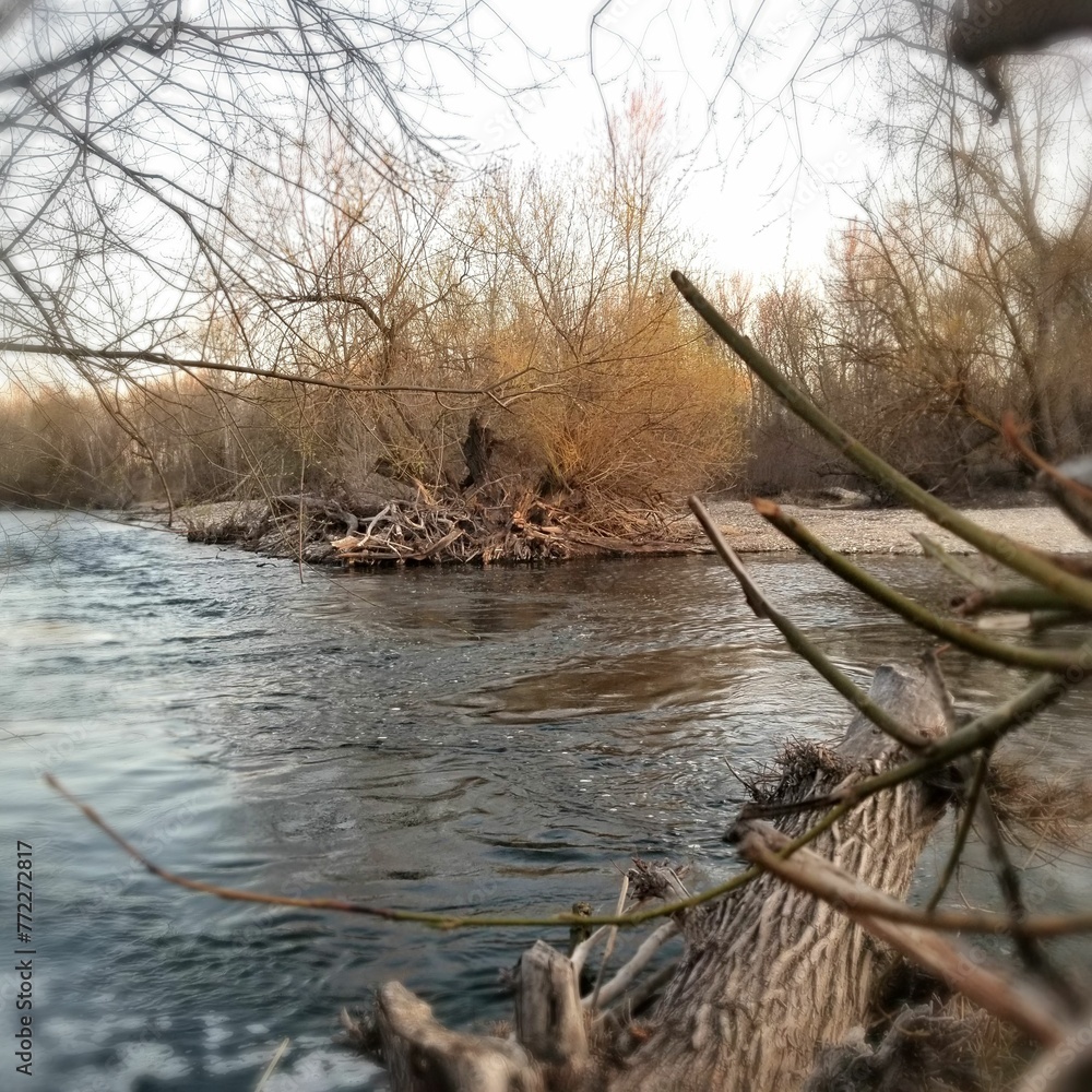 a body of water next to a forest with bare trees a body of water next to a forest with bare trees