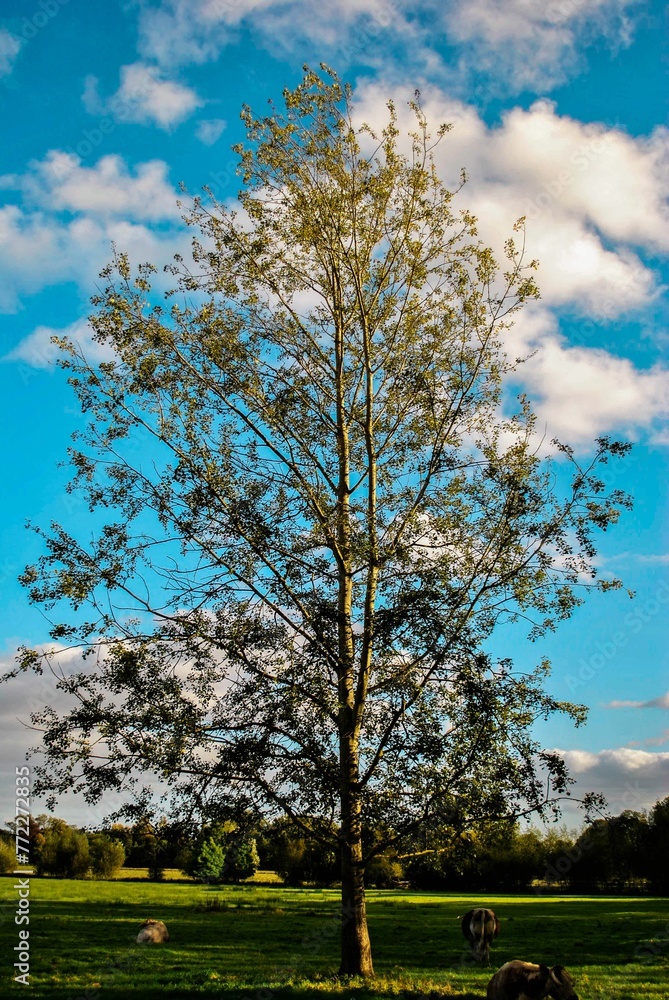 Vertical photograph of a tall tree standing in a vast green field in the summertime Vertical photograph of a tall tree standing in a vast green field in the summertime