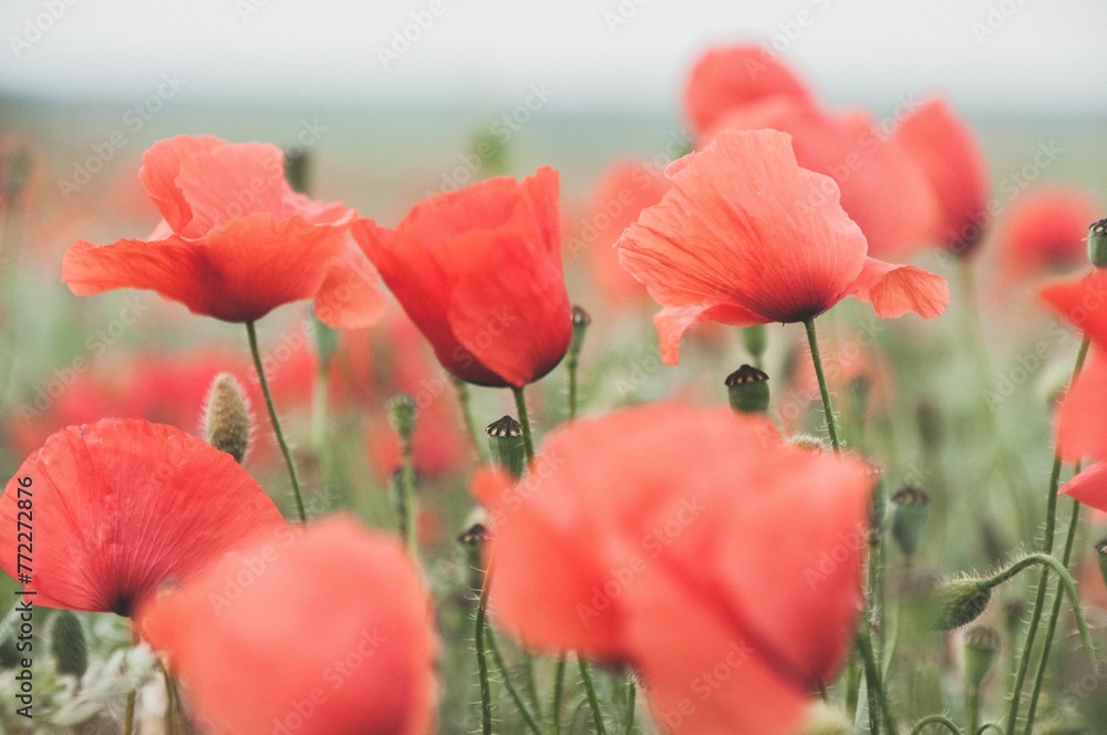 Naklejka premium Picturesque landscape of a vast field of vibrant red blossoms