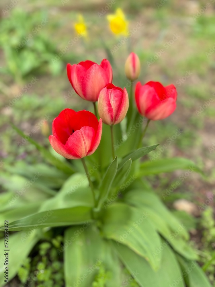 beautiful big red tulips against a background of nature