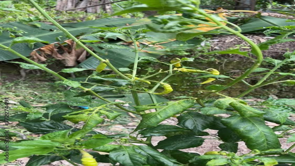 Chili plant started to bear fruit but not yet mature Chili plant started to bear fruit but not yet mature