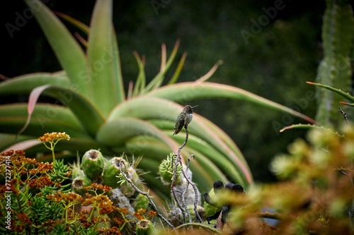 Hummingbird in the national park photo