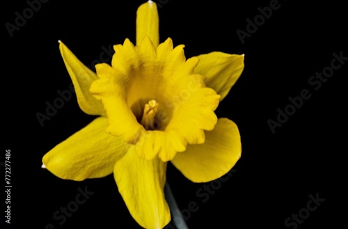 Vibrant daffodil flower in a springtime landscape, its petals reaching toward the sky