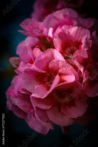 Photo of a pink Geranium