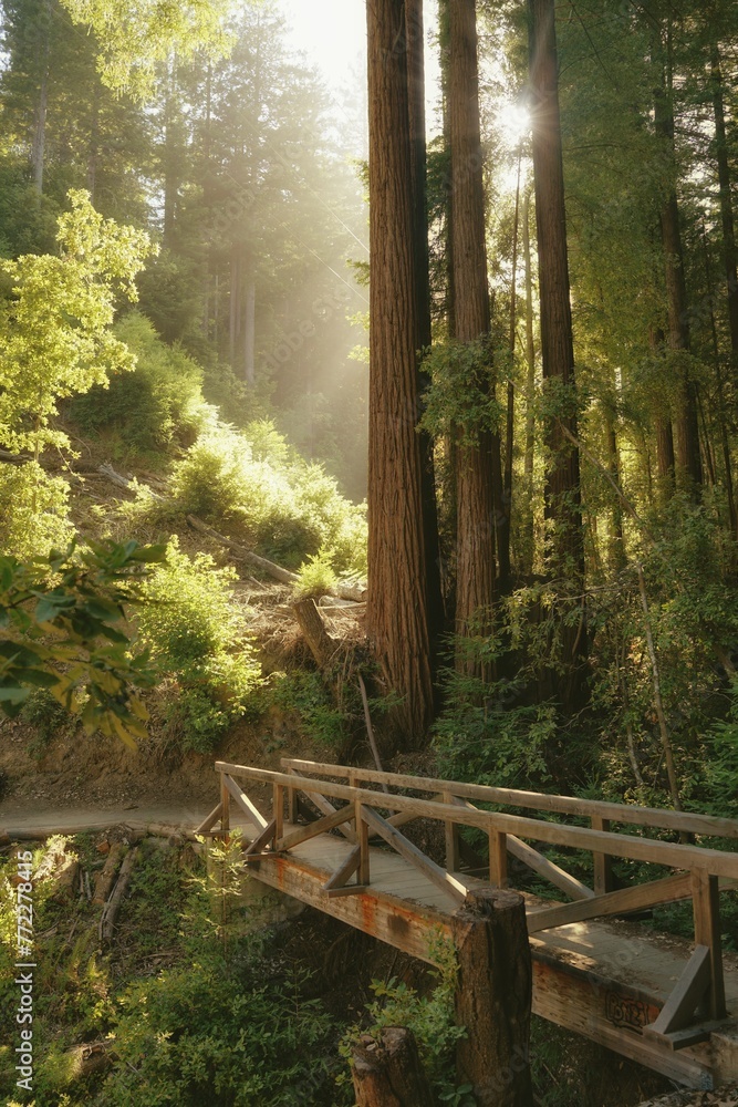 A wooden narrow bridge surrounded by lush green trees in a state park in CA,US A wooden narrow bridge surrounded by lush green trees in a state park in CA,US