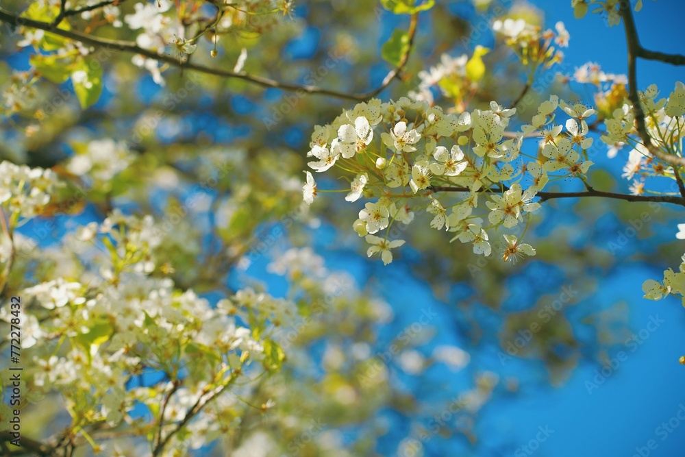 Closeup shot of the tree branches with white flower blooms on a sunny day