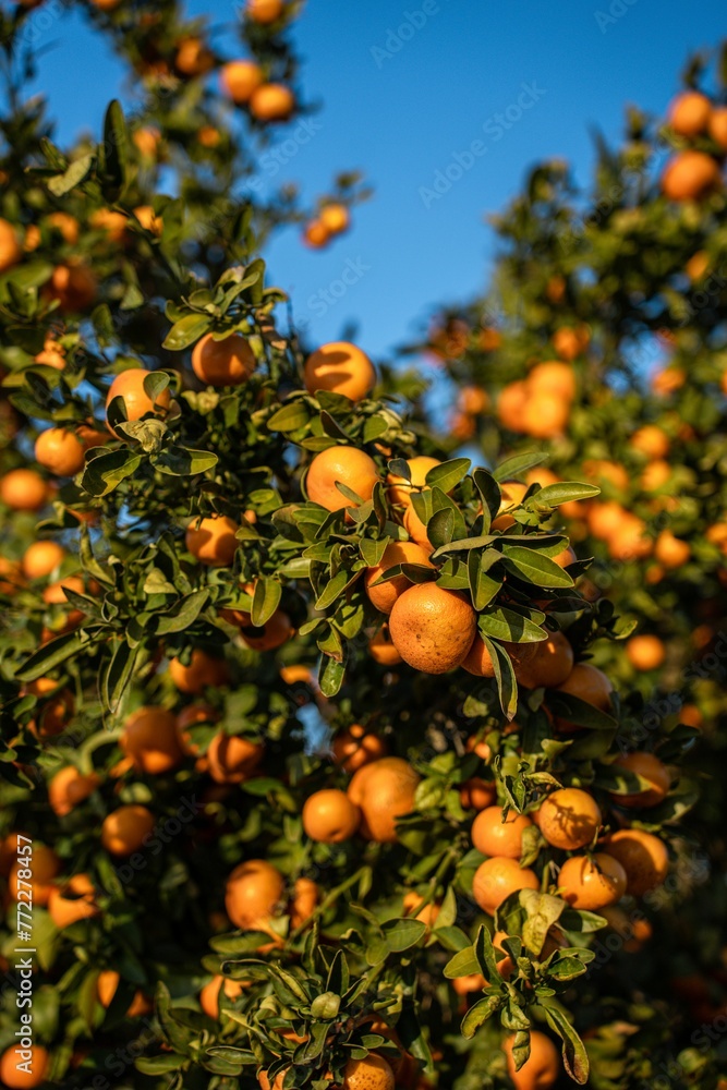 Orange tree with fresh fruits and green leaves Orange tree with fresh fruits and green leaves