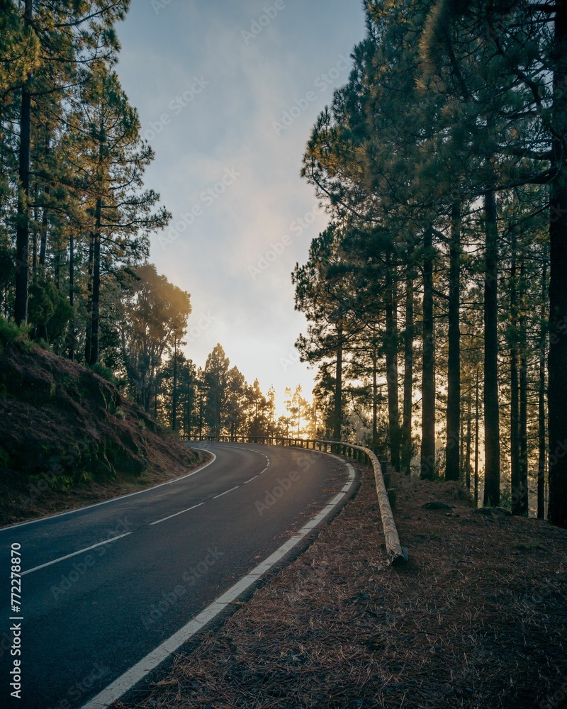 Obraz premium Peaceful rural road, illuminated by the warm rays of the sun, winds its way between tall pine trees
