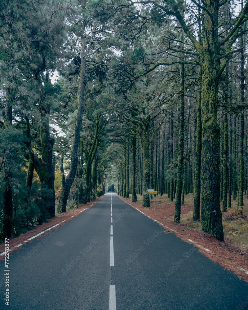 Obraz premium Scenic country road shrouded in a misty fog, with tall trees lining the roadside