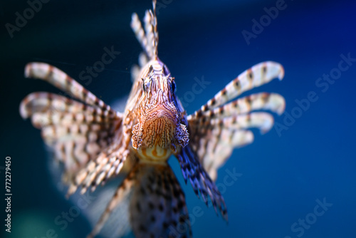 ocean and sea fishes in aquarium area  photo