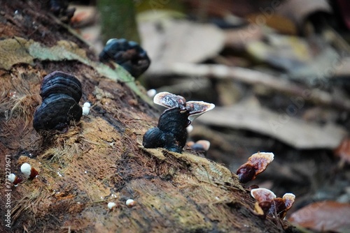 Wild mushrooms growing on a log