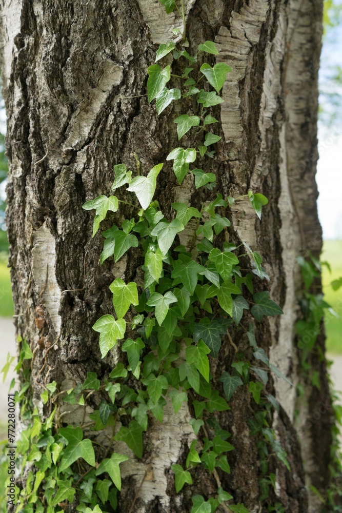 Tree trunk with green ivy foliage.