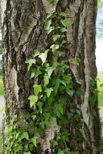 Tree trunk with green ivy foliage.