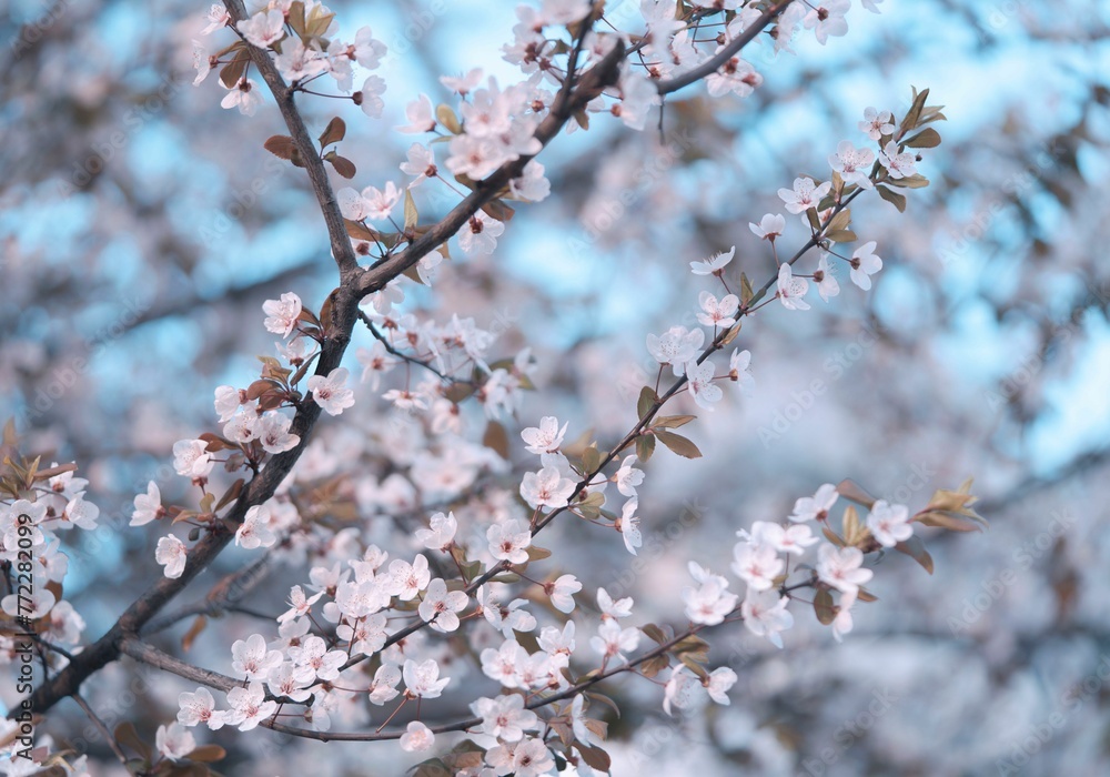 Beautiful shot of branches with blooming cherry blossom flowers