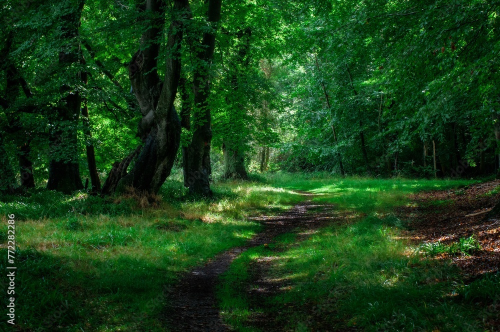 Scenic outdoor pathway in a forest setting, lined with lush green foliage