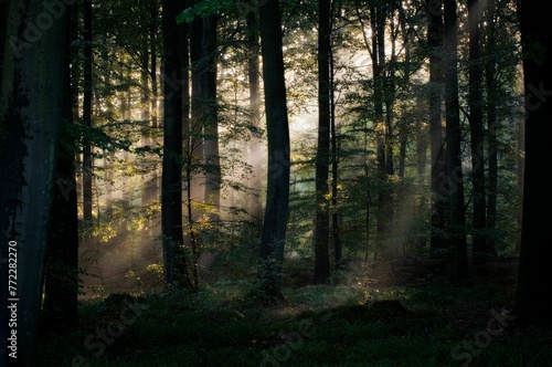 Lush green forest  with sunlight beaming through the trees and creating an intricate shadow pattern