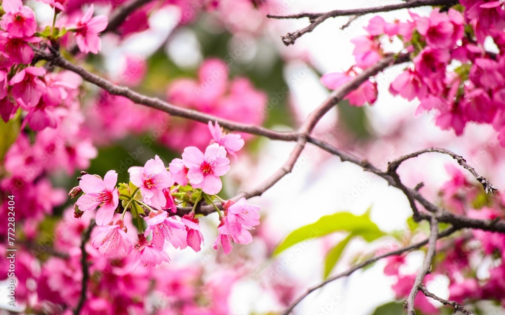 Closeup shot of vibrant, beautiful cherry blossoms. Closeup shot of vibrant, beautiful cherry blossoms.