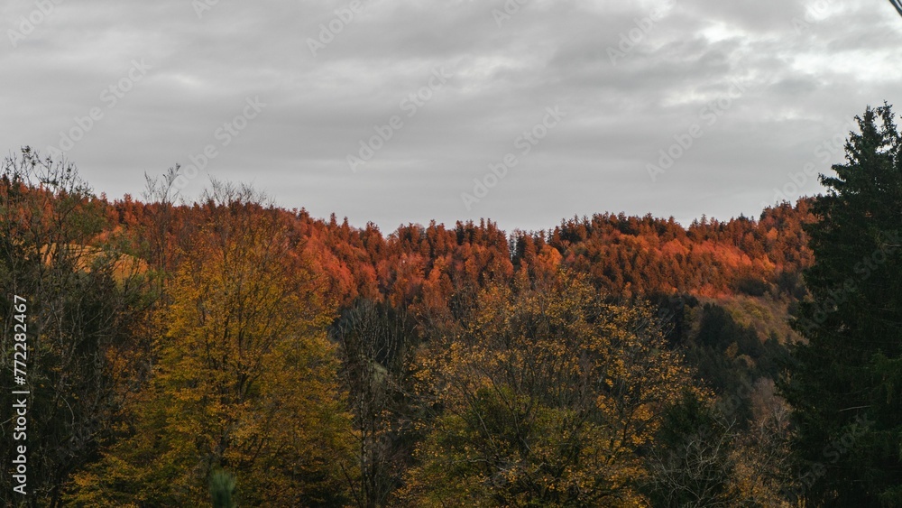 Beautiful autumnal scene of a dense forest beneath a cloudy sky. Beautiful autumnal scene of a dense forest beneath a cloudy sky.