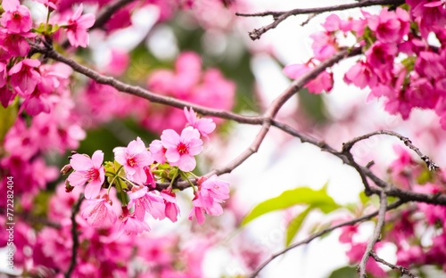 Closeup shot of vibrant, beautiful cherry blossoms.