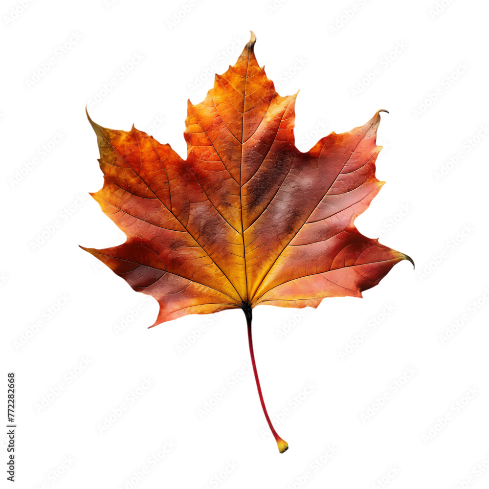 Fototapeta premium orange leaf in autumn isolated on transparent background