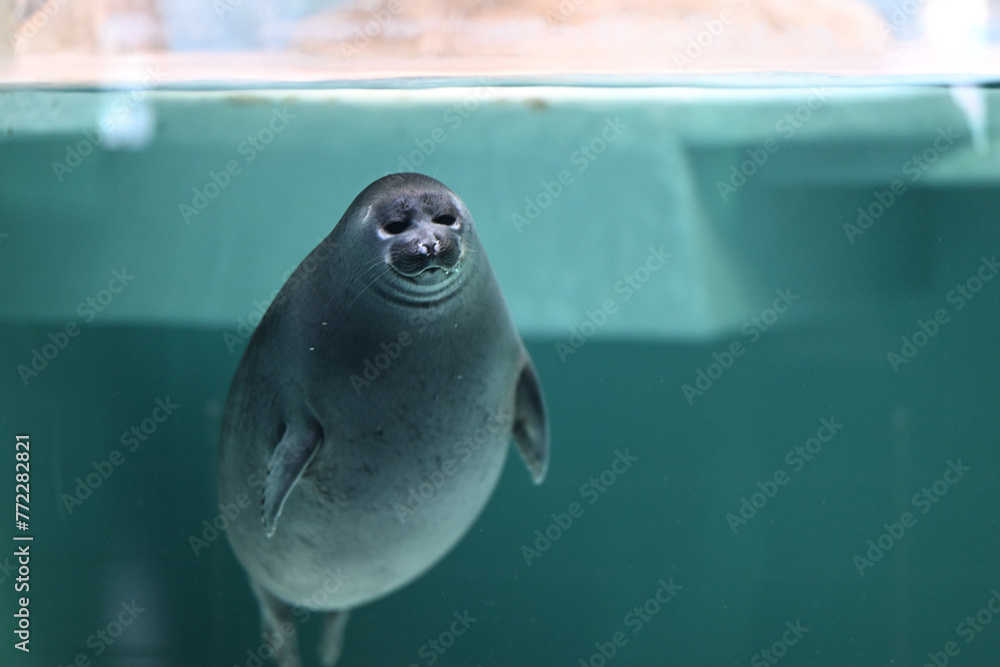 Naklejka premium Seal and friends in aquarium area