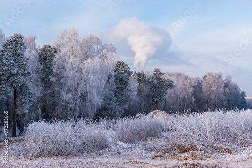 Winter scene featuring a snow-covered landscape with evergreen trees and shrubs in the background © Wirestock