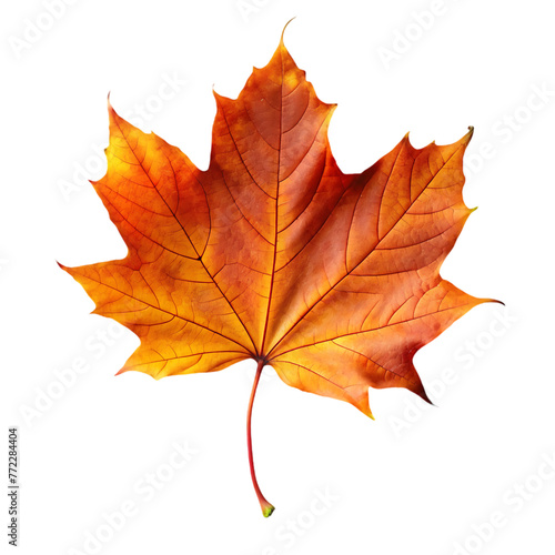 Wallpaper Mural orange leaf in autumn isolated on transparent background Torontodigital.ca