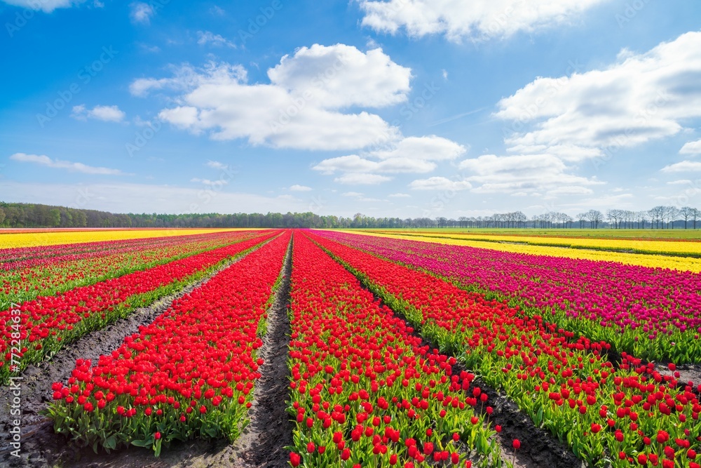 Vibrant array of bright tulips blooming in a lush field on a sunny day