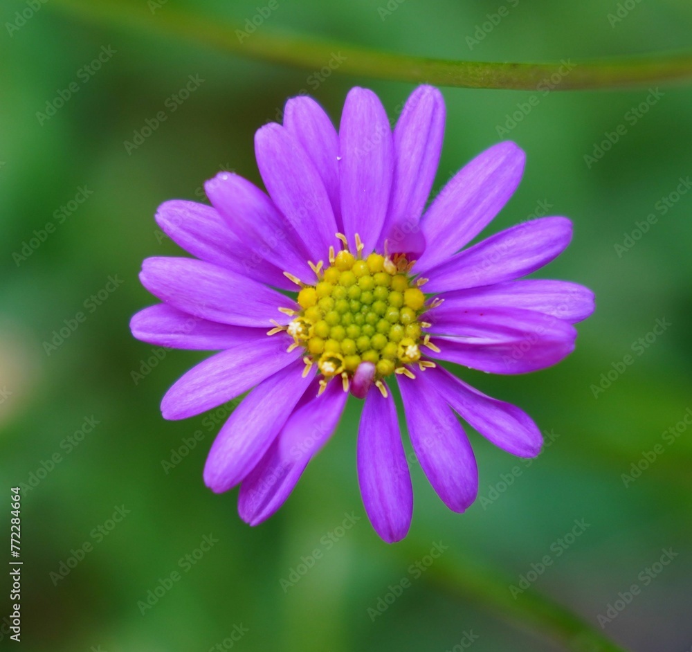 a flower with the petals showing its beauty with small pollen a flower with the petals showing its beauty with small pollen
