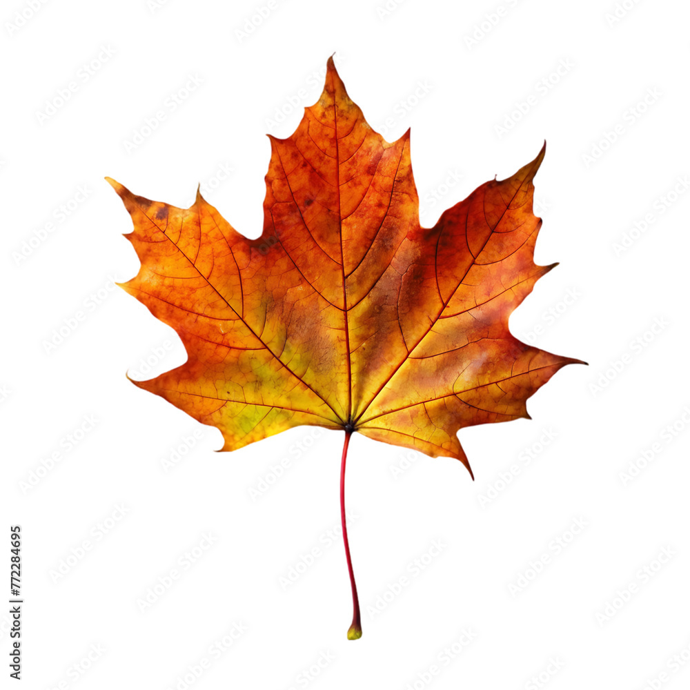 orange leaf in autumn isolated on transparent background orange leaf in autumn isolated on transparent background