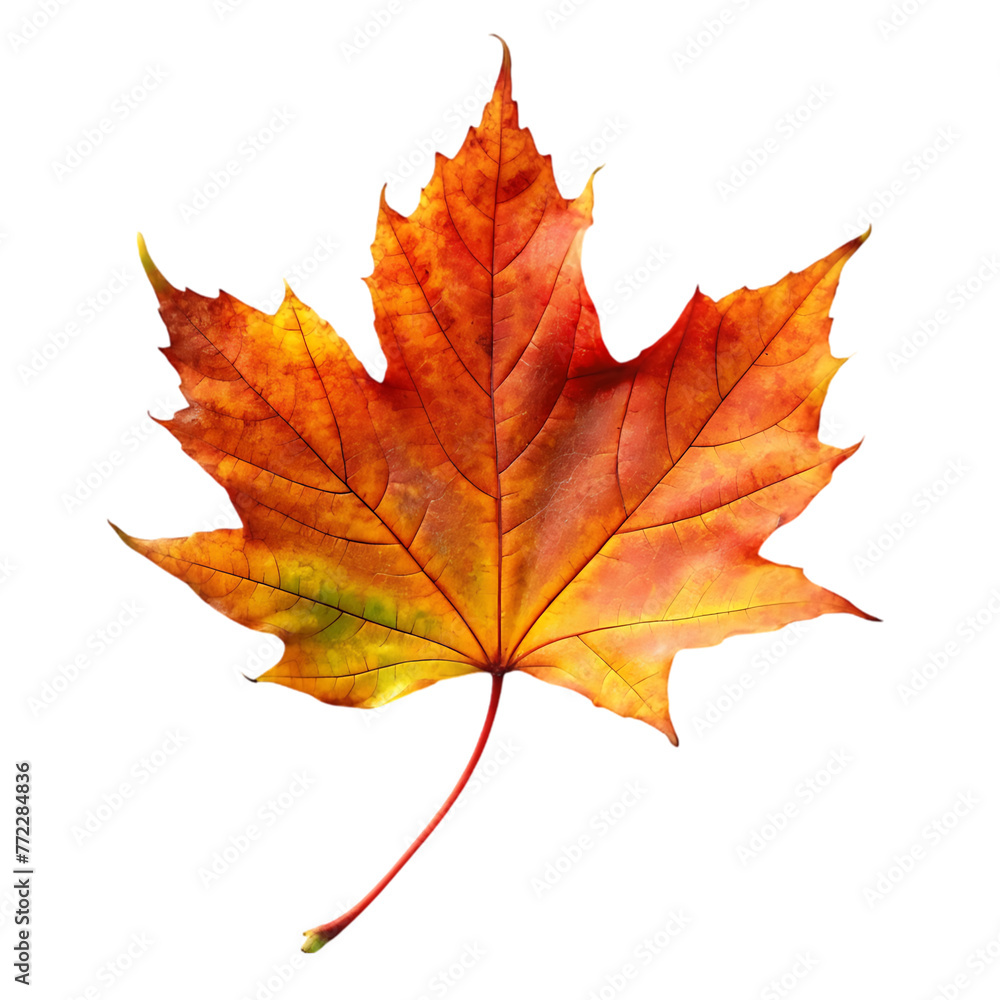 orange leaf in autumn isolated on transparent background orange leaf in autumn isolated on transparent background