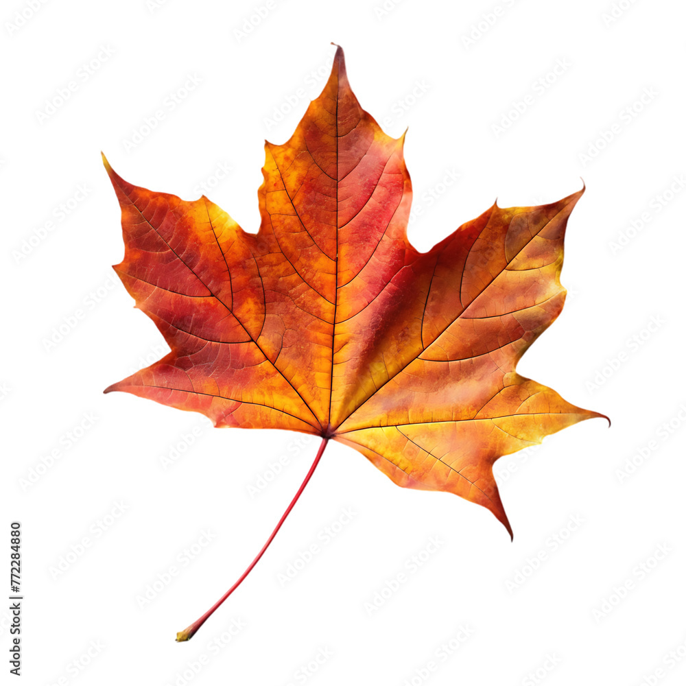 orange leaf in autumn isolated on transparent background orange leaf in autumn isolated on transparent background